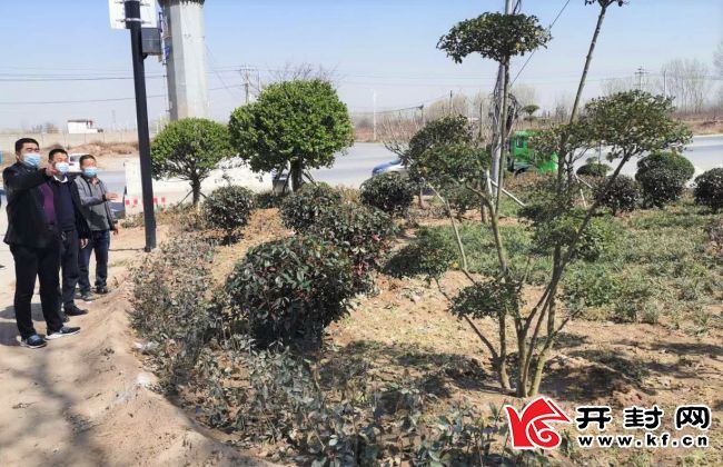 花红树绿春来到 ——杏花营镇国土绿化见闻