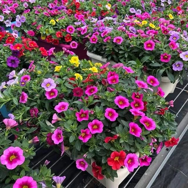 10种春天“时令花”，有窗台就能养，家里养几盆，繁花似锦