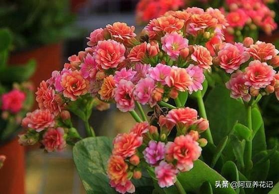 小花盆养花，选择这“2款”，生长旺盛，换大盆反而影响审美效果
