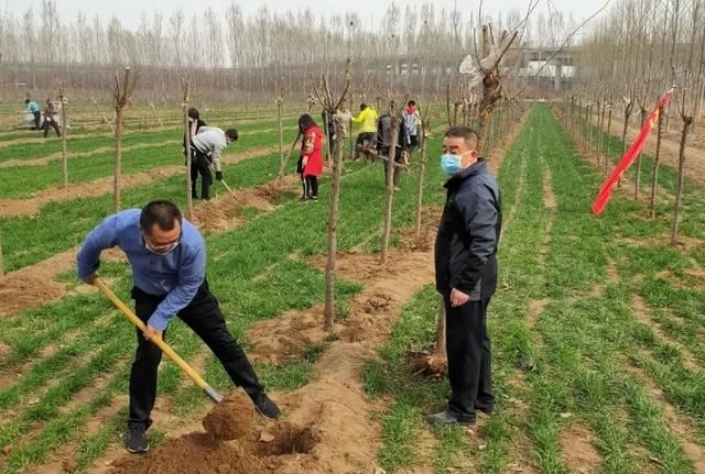 绿化进行时|最是一年春光好 植树造林正当时
