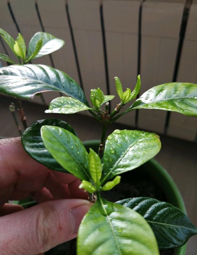 开春了，栀子花盆栽新芽发黄长得很慢怎么办？注意小虫危害