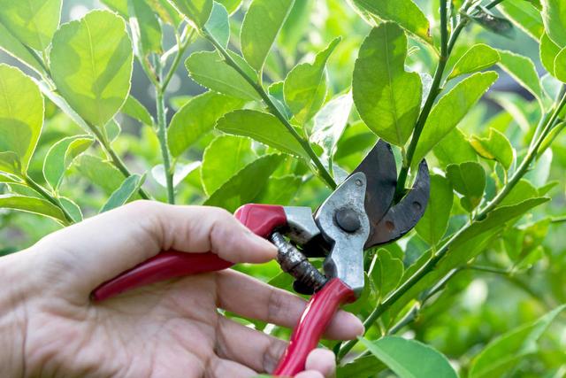 春季绿植管理方法和种植很关键，做好3个方面让绿植旺盛生长