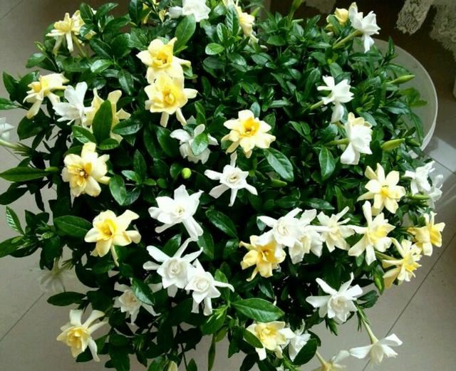 开春了，栀子花盆栽新芽发黄长得很慢怎么办？注意小虫危害
