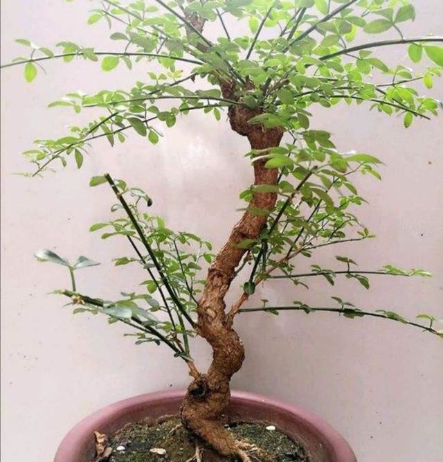 迎春盆景，开完花后养护也关键，做好这件事，才能长得壮