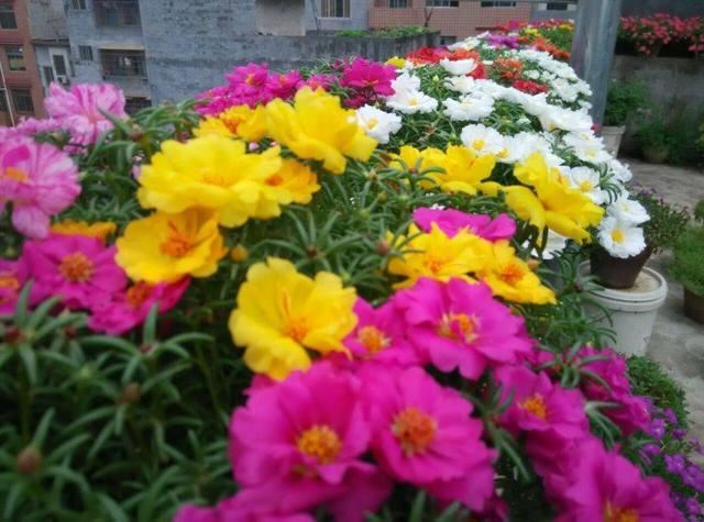 这几款花“漂亮”又好养，一不小心就爆盆，最后一款有空气就能活