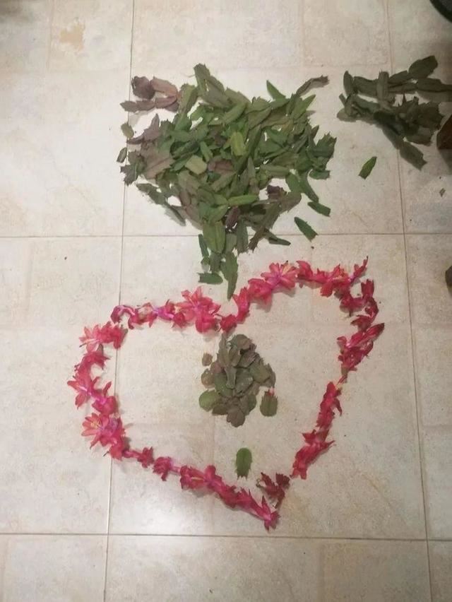 这些花，开花耗尽全力，开完赶紧修剪、施肥，不然累蔫了