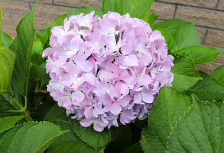 绣球冬季养护是关键，这几点管理要知道，新芽长得饱满来年花量多