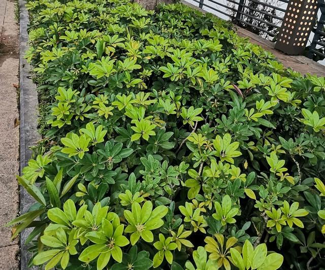 什么叫盲枝，鸭脚木有盲枝吗？鸭脚木出现盲枝的原因，怎么办？