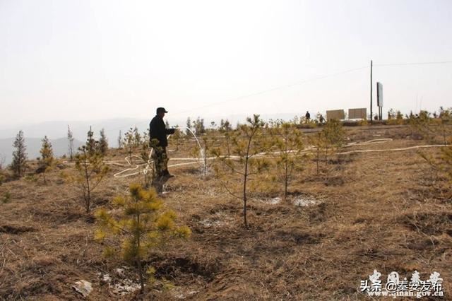 【造林绿化】莲花镇：植树千顷 绿遍山原
