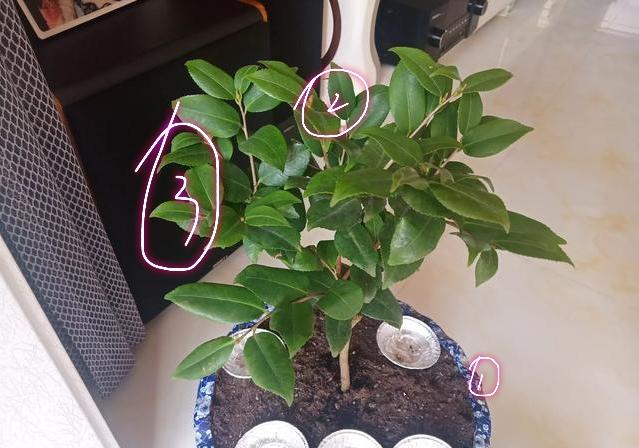 茶花洗根后的5点保命服盆技巧，第1点很致命，花友用实例入坑
