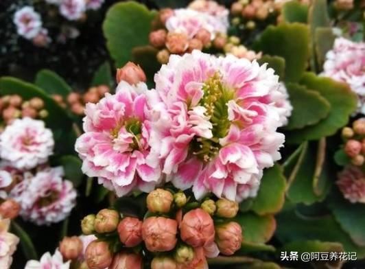 小花盆养花，选择这“2款”，生长旺盛，换大盆反而影响审美效果