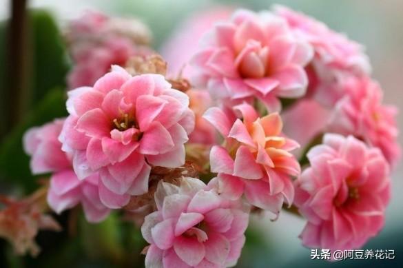 小花盆养花，选择这“2款”，生长旺盛，换大盆反而影响审美效果