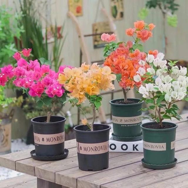 10种春天“时令花”，有窗台就能养，家里养几盆，繁花似锦