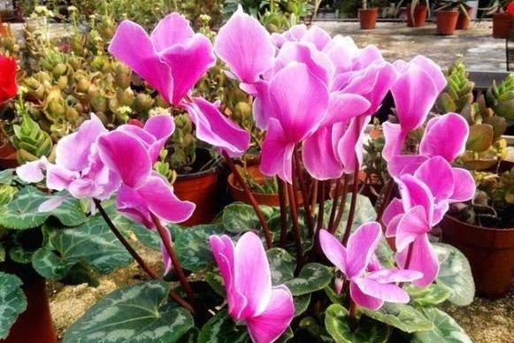 哪些植物花谢后得及时剪？给3款花剪一剪，方能"花开二度"