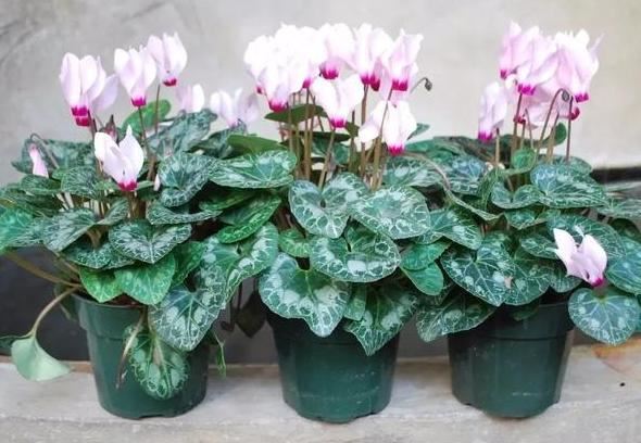 哪些植物花谢后得及时剪？给3款花剪一剪，方能"花开二度"