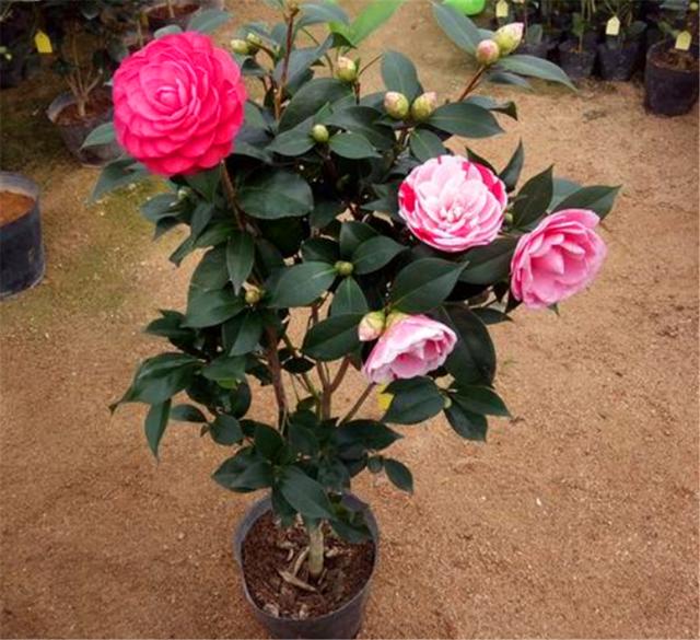 春天适合给茶花换盆移栽，花后做好这5点，根系粗壮，来年开花多