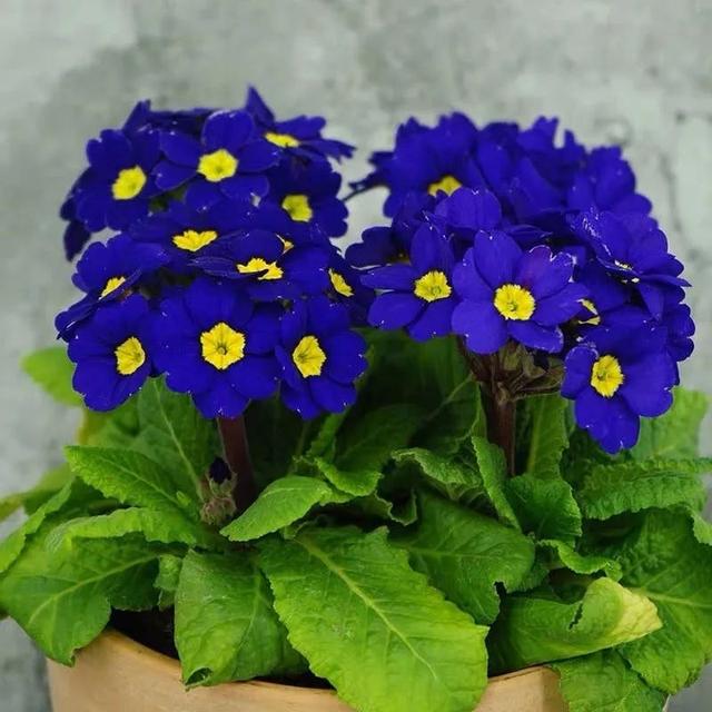 10种春天“时令花”，有窗台就能养，家里养几盆，繁花似锦