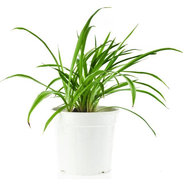春季绿植管理方法和种植很关键，做好3个方面让绿植旺盛生长