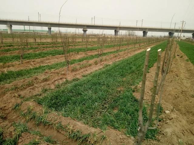 绿化进行时|最是一年春光好 植树造林正当时