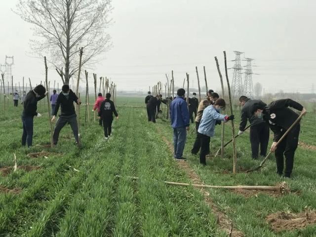 绿化进行时|最是一年春光好 植树造林正当时