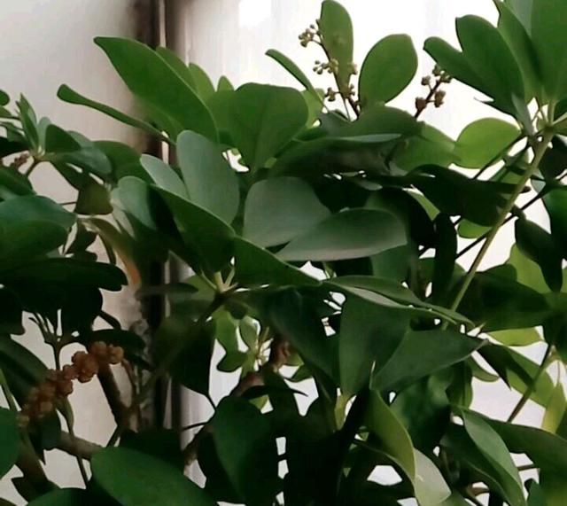 什么叫盲枝，鸭脚木有盲枝吗？鸭脚木出现盲枝的原因，怎么办？