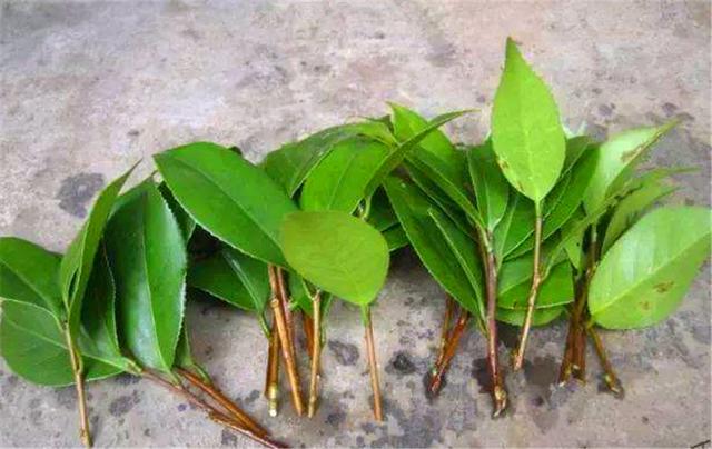 春天适合给茶花换盆移栽，花后做好这5点，根系粗壮，来年开花多