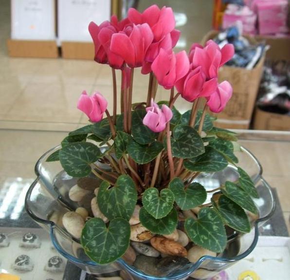 哪些植物花谢后得及时剪？给3款花剪一剪，方能"花开二度"