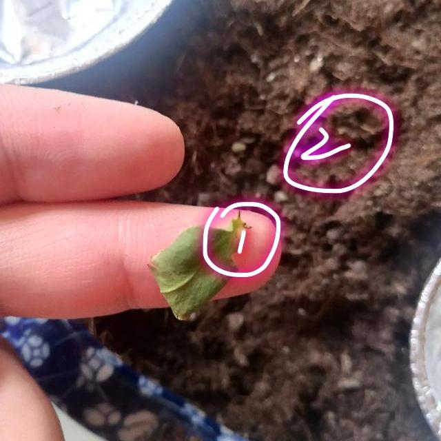 茶花洗根后的5点保命服盆技巧，第1点很致命，花友用实例入坑