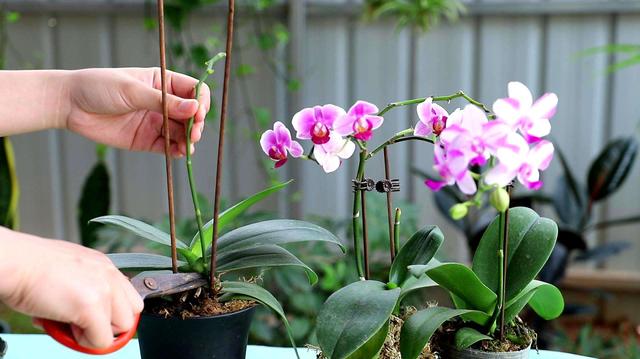 这些花，开花耗尽全力，开完赶紧修剪、施肥，不然累蔫了