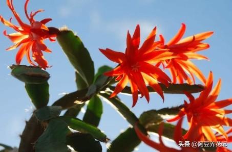小花盆养花，选择这“2款”，生长旺盛，换大盆反而影响审美效果