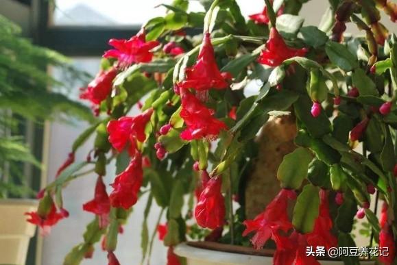 小花盆养花，选择这“2款”，生长旺盛，换大盆反而影响审美效果