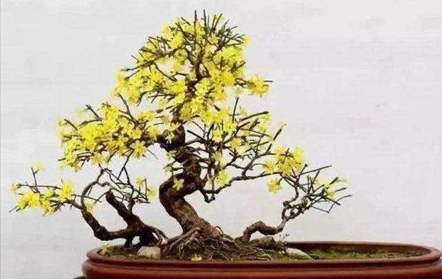 迎春盆景，开完花后养护也关键，做好这件事，才能长得壮