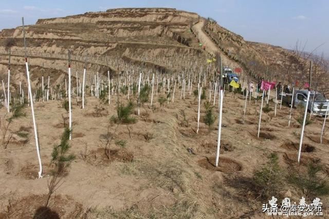 【造林绿化】莲花镇：植树千顷 绿遍山原