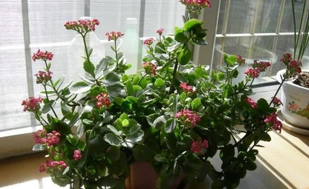 哪些植物花谢后得及时剪？给3款花剪一剪，方能"花开二度"