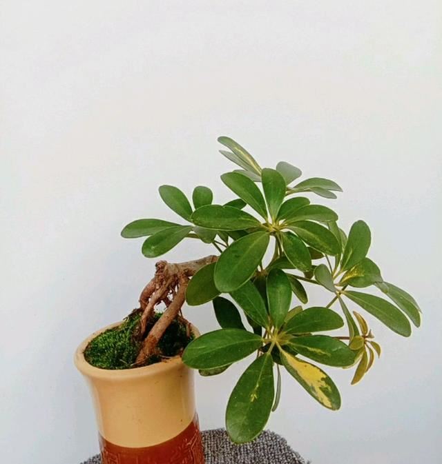 什么叫盲枝，鸭脚木有盲枝吗？鸭脚木出现盲枝的原因，怎么办？