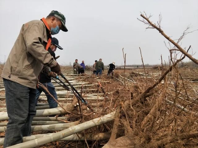 绿化进行时|最是一年春光好 植树造林正当时