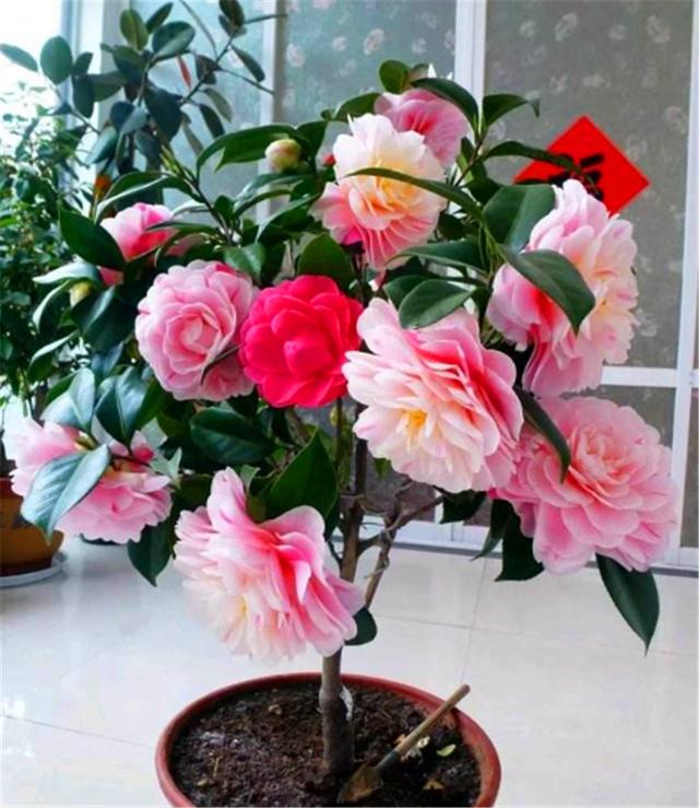春天适合给茶花换盆移栽，花后做好这5点，根系粗壮，来年开花多