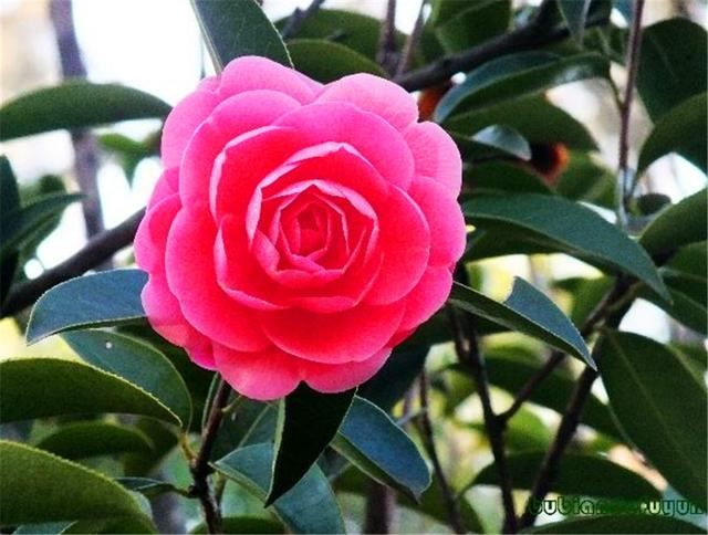 春天适合给茶花换盆移栽，花后做好这5点，根系粗壮，来年开花多
