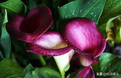 美丽的邂逅"马蹄莲"，种花养花浇花开花，做好这些繁花似锦养爆盆