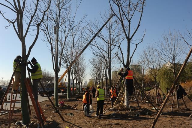 园林绿化规划不到位?做到这3点,可大大提高管理水平 园林绿化规划不到位?做到这3点,可大大提高管理水平