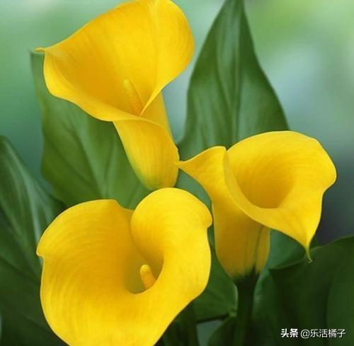 美丽的邂逅"马蹄莲"，种花养花浇花开花，做好这些繁花似锦养爆盆