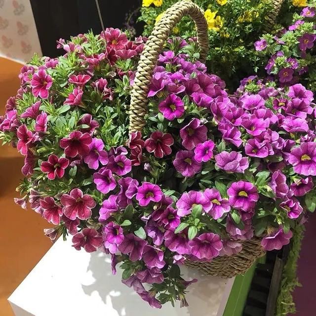 10种春天“时令花”，有窗台就能养，家里养几盆，繁花似锦