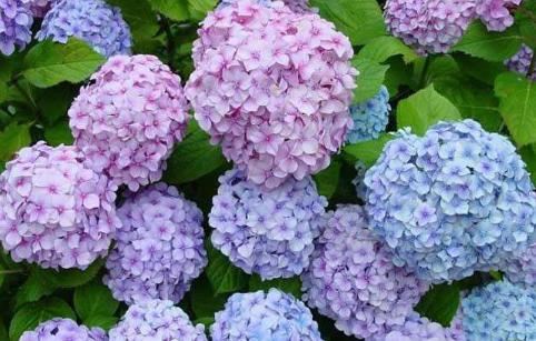 绣球冬季养护是关键，这几点管理要知道，新芽长得饱满来年花量多