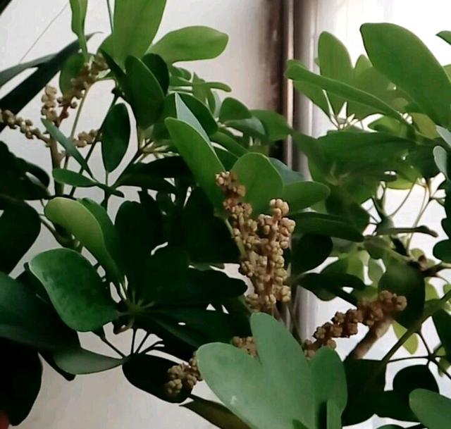 什么叫盲枝，鸭脚木有盲枝吗？鸭脚木出现盲枝的原因，怎么办？