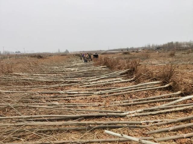 绿化进行时|最是一年春光好 植树造林正当时