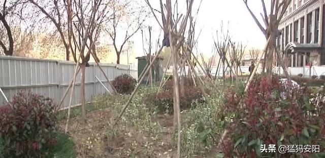 春季绿化有亮点 口袋公园惠民生