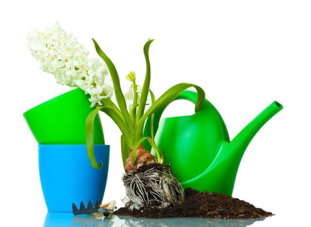 春季绿植管理方法和种植很关键，做好3个方面让绿植旺盛生长