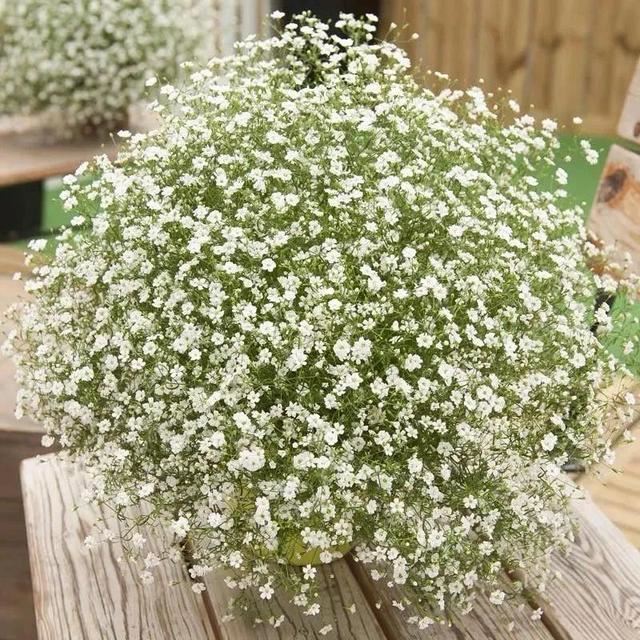 10种春天“时令花”，有窗台就能养，家里养几盆，繁花似锦