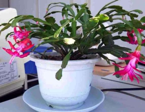 哪些植物花谢后得及时剪？给3款花剪一剪，方能"花开二度"