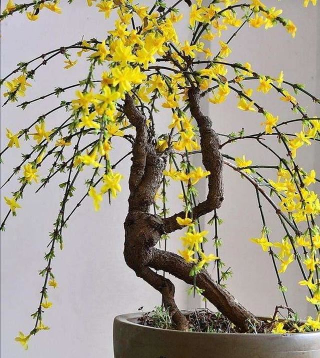 迎春盆景，开完花后养护也关键，做好这件事，才能长得壮